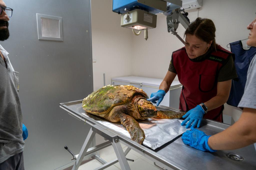 Körfez’deki yaralı Caretta caretta kurtarıldı