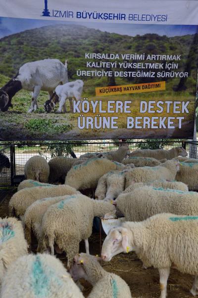 Haber Detay